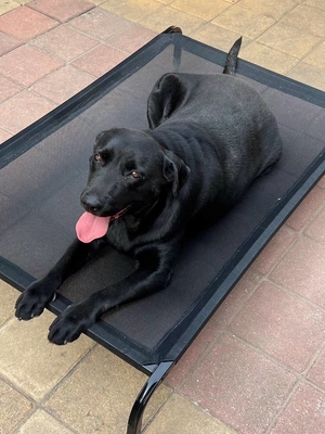 XL ペットベッド 犬と猫 カスタマイズされた色 鉄枠 冷却機能と羊毛素材