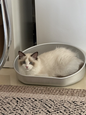 この夏,冷却用キャットポット 受け入れられるOEM ODM アルミ盆で涼しくしてください