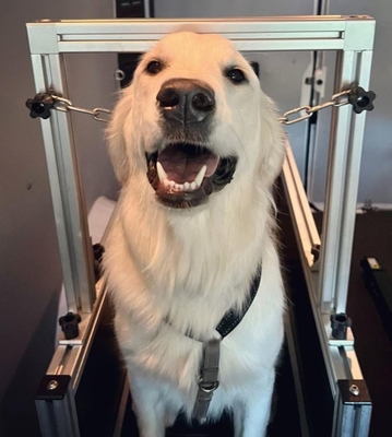 ピットブルのためのステンレスステール犬トレッドミール 持続可能な木製チェーンランニングマシン