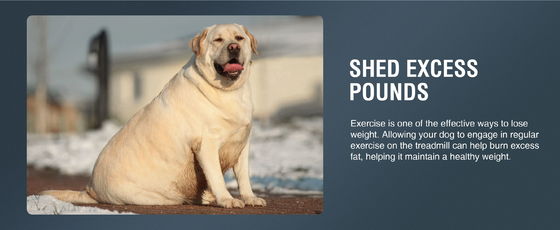 運動用犬のトレッドミール 負荷数量 20GP 負荷 70セット