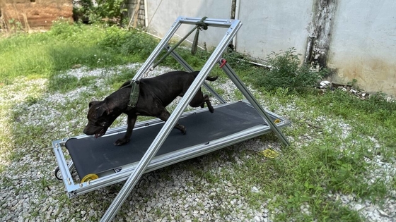 犬の運動 スラットミル ペットのトレッドミル ピットブルのためのウォーキングマシン 備蓄されたカーペットミル