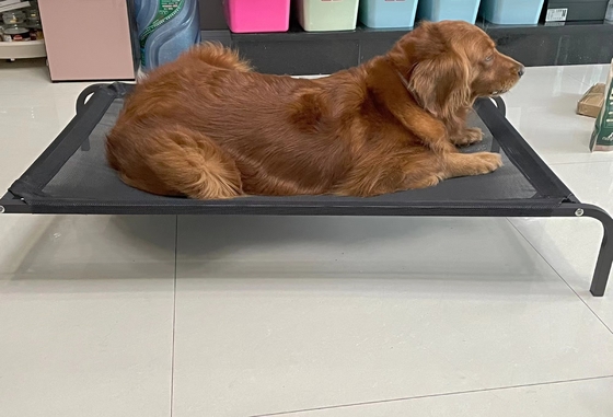 粉末で覆われた高層犬ベッド 透けるデザインと防水材料