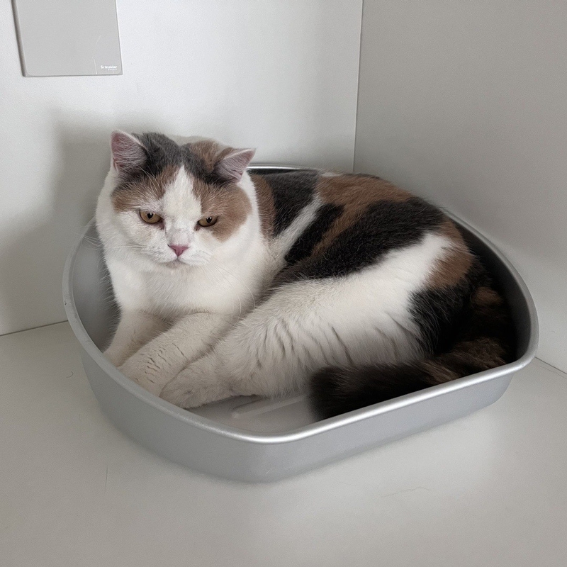 この夏,冷却用キャットポット 受け入れられるOEM ODM アルミ盆で涼しくしてください