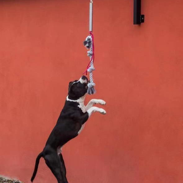 大型犬のスプリングポールセット 重荷で持続可能で105ポンド/210ポンドまでの犬のために